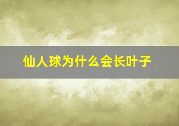 仙人球为什么会长叶子