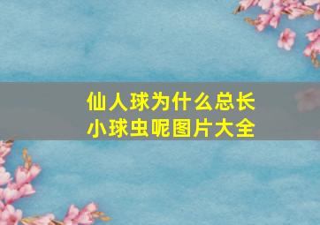 仙人球为什么总长小球虫呢图片大全