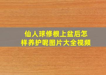 仙人球修根上盆后怎样养护呢图片大全视频