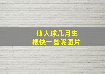 仙人球几月生根快一些呢图片