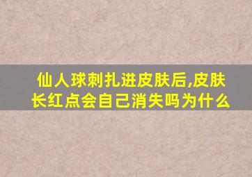 仙人球刺扎进皮肤后,皮肤长红点会自己消失吗为什么