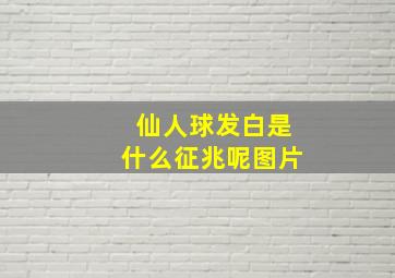 仙人球发白是什么征兆呢图片