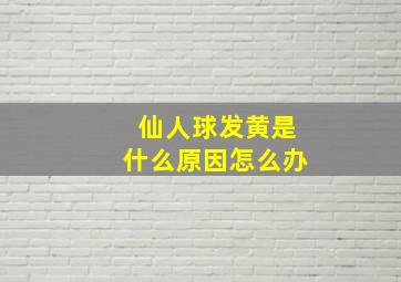 仙人球发黄是什么原因怎么办