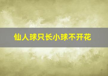 仙人球只长小球不开花