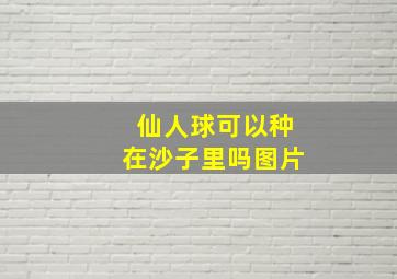 仙人球可以种在沙子里吗图片