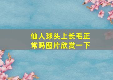 仙人球头上长毛正常吗图片欣赏一下