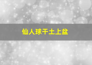 仙人球干土上盆