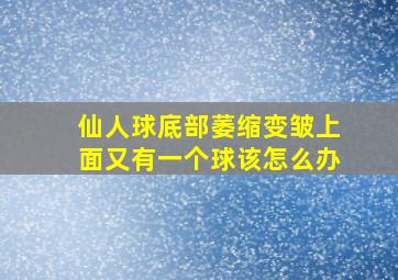 仙人球底部萎缩变皱上面又有一个球该怎么办