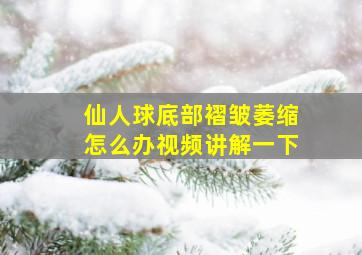 仙人球底部褶皱萎缩怎么办视频讲解一下