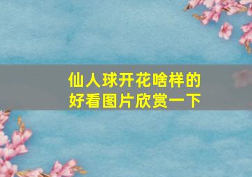 仙人球开花啥样的好看图片欣赏一下