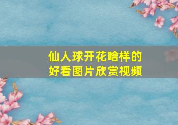 仙人球开花啥样的好看图片欣赏视频