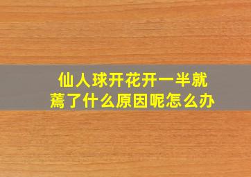 仙人球开花开一半就蔫了什么原因呢怎么办