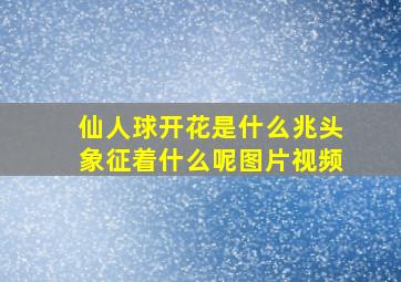 仙人球开花是什么兆头象征着什么呢图片视频