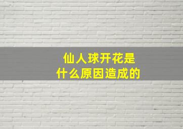 仙人球开花是什么原因造成的