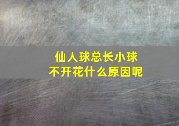 仙人球总长小球不开花什么原因呢