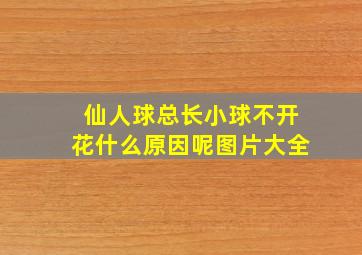 仙人球总长小球不开花什么原因呢图片大全