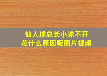 仙人球总长小球不开花什么原因呢图片视频