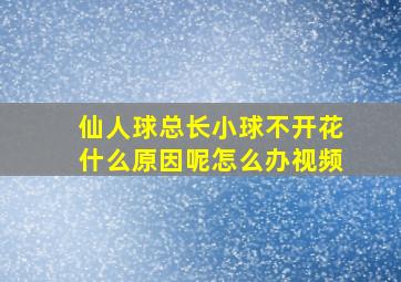 仙人球总长小球不开花什么原因呢怎么办视频