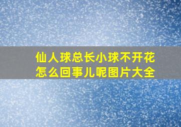 仙人球总长小球不开花怎么回事儿呢图片大全