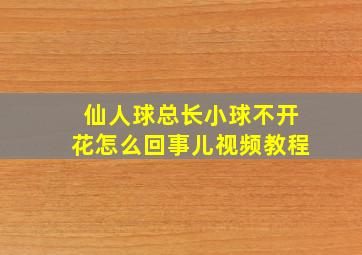 仙人球总长小球不开花怎么回事儿视频教程