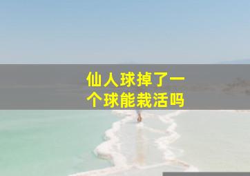 仙人球掉了一个球能栽活吗