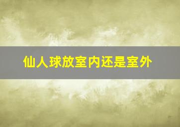 仙人球放室内还是室外