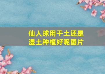 仙人球用干土还是湿土种植好呢图片