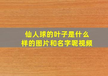 仙人球的叶子是什么样的图片和名字呢视频