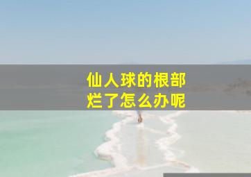 仙人球的根部烂了怎么办呢