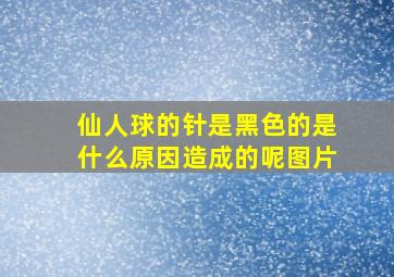 仙人球的针是黑色的是什么原因造成的呢图片