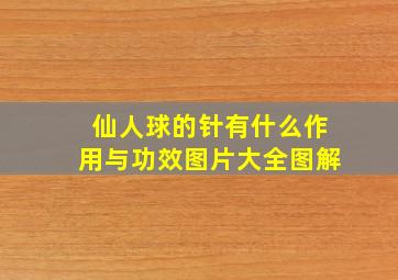 仙人球的针有什么作用与功效图片大全图解