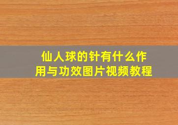 仙人球的针有什么作用与功效图片视频教程