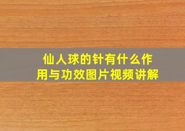 仙人球的针有什么作用与功效图片视频讲解