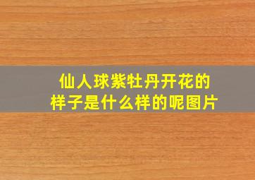 仙人球紫牡丹开花的样子是什么样的呢图片