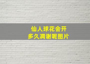 仙人球花会开多久凋谢呢图片