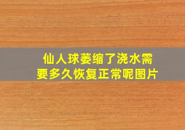 仙人球萎缩了浇水需要多久恢复正常呢图片