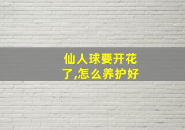 仙人球要开花了,怎么养护好