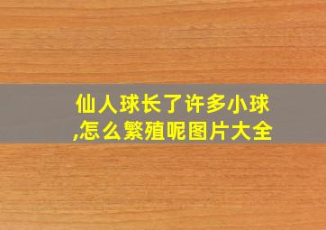 仙人球长了许多小球,怎么繁殖呢图片大全