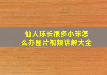 仙人球长很多小球怎么办图片视频讲解大全