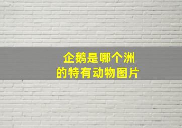 企鹅是哪个洲的特有动物图片