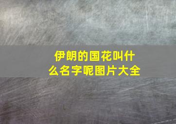 伊朗的国花叫什么名字呢图片大全