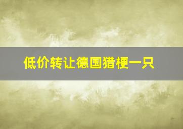 低价转让德国猎梗一只