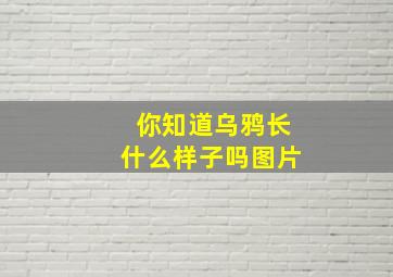 你知道乌鸦长什么样子吗图片