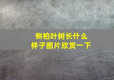 侧柏叶树长什么样子图片欣赏一下