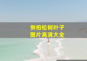 侧柏松树叶子图片高清大全