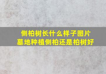 侧柏树长什么样子图片墓地种植侧柏还是柏树好