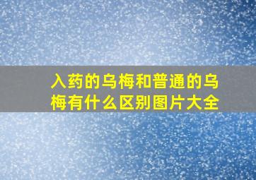 入药的乌梅和普通的乌梅有什么区别图片大全