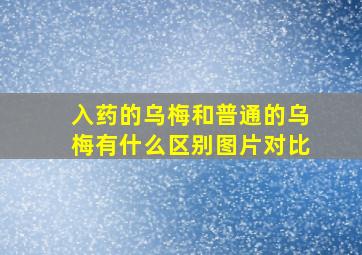 入药的乌梅和普通的乌梅有什么区别图片对比