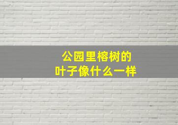 公园里榕树的叶子像什么一样