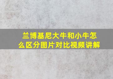 兰博基尼大牛和小牛怎么区分图片对比视频讲解